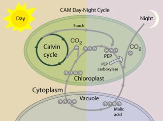 The Calvin Cycle