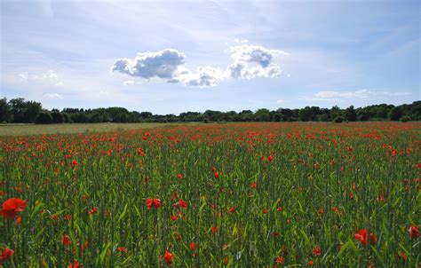 Poppy Field Free Photo Download | FreeImages