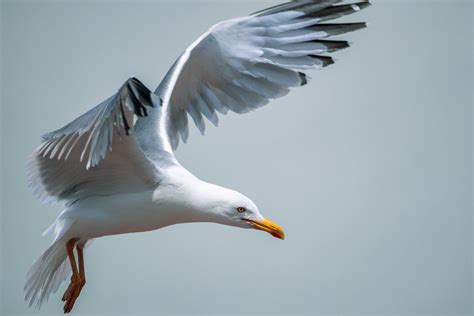 Close up of Flying Seagull · Free Stock Photo