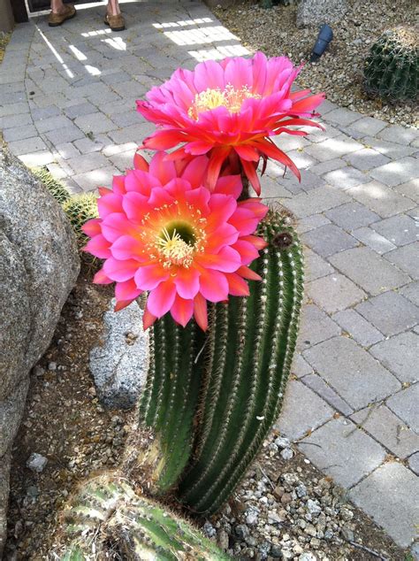 Hanging Cactus With Pink Flowers - Beautiful Insanity