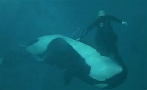 Video Of SeaWorld Whale Attack Released | KPBS Public Media