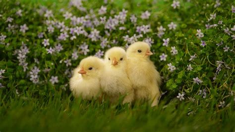 Baby Chicken Wallpapers - Wallpaper Cave