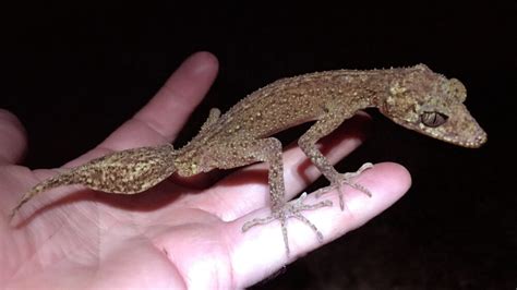 Master of camouflage: new gecko species found living among rocks on ...