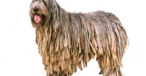 Bergamasco Shepherd characteristics