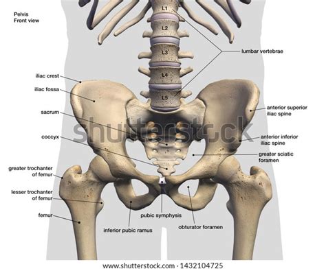 859 Hip And Pelvis Diagram Images, Stock Photos & Vectors | Shutterstock