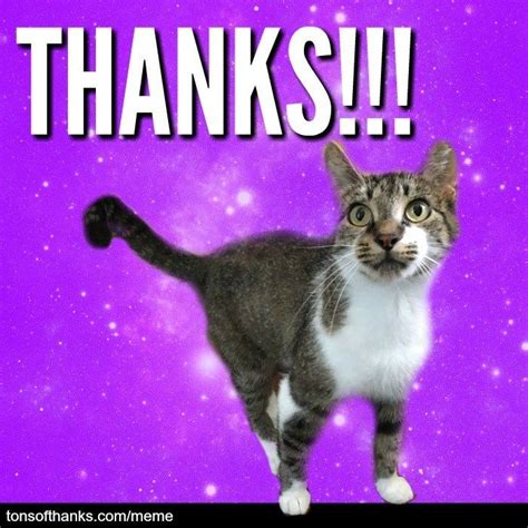 56 nice thank you memes with cats – Artofit