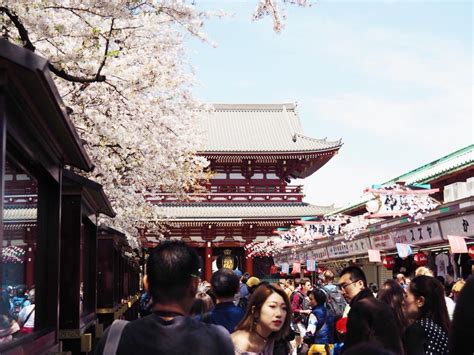 Cherry Blossom Season in Japan with Kids - The Kid Bucket List