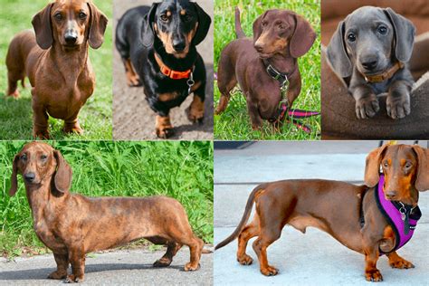 Dachshund Colors, Patterns and Markings Explained With Pictures