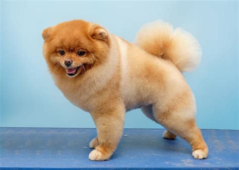 Can You Cut Pomeranian Hair Short