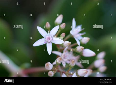 Jade Plant Flowers Stock Photo - Alamy