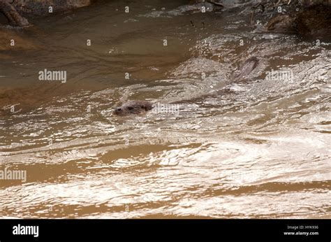 Lutra lutra Stock Photo - Alamy