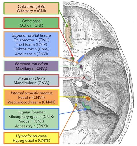 Summary of the Cranial Nerves - TeachMeAnatomy