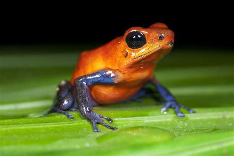 16 Poisonous Frogs That Are Beautiful but Deadly