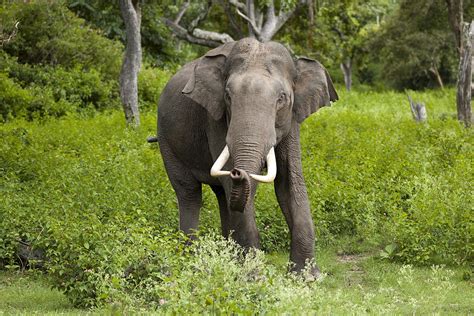 Asian elephant - Wikipedia