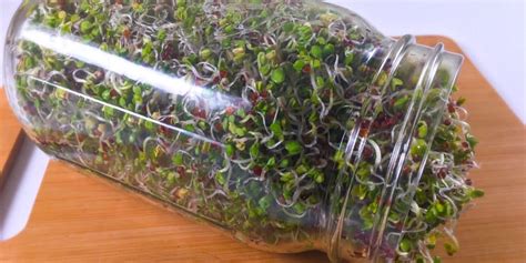 How to Grow Broccoli Sprouts (Sprouting Broccoli Seeds)