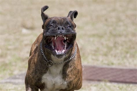 What to do about aggression in dogs? - Vet Practice Magazine