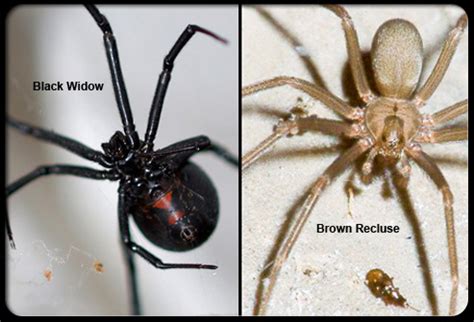 Brown Recluse or Black Widow, Which Spider Should You Fear More? - Alexander Exterminating