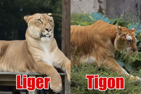 Liger vs. Tigon: Six Major Differences (Full Guide Comparison)