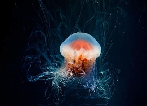 Jellyfish Brain: Learn How They Move, Hunt And Live Without A Brain!