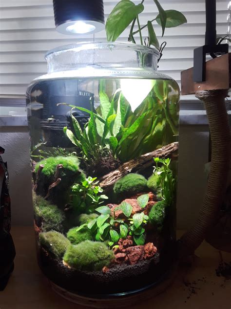 Mini Aquarium Plants - beleuchtung aquarium