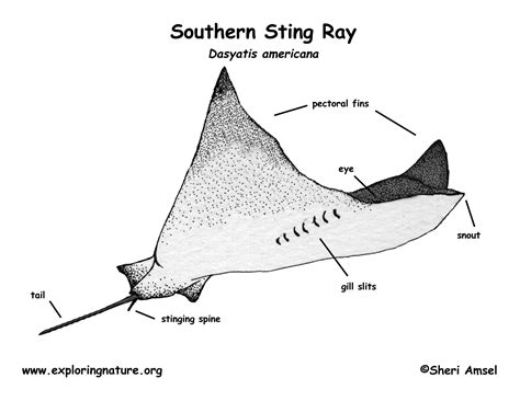 Stingray (Southern)