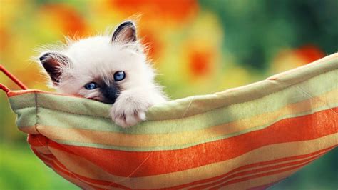 Siamese Kitten Wallpapers - Wallpaper Cave