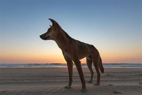 Dingo-Proof Fence Guide for Fraser Island - Fraser-Tours.com