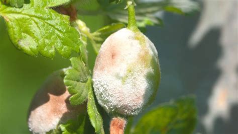 Powdery Mildew Disease – Identification, Control, Prevention