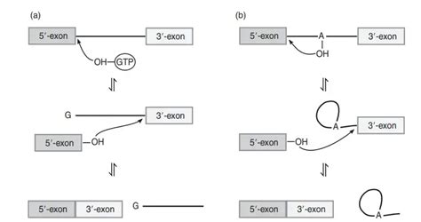 Ribozymes (RNA enzymes) - Definition, Structure, Function, Types - Biology Notes Online