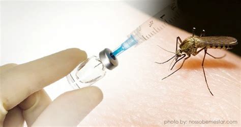 WHO recommends Dengue vaccine in areas with high infection rates