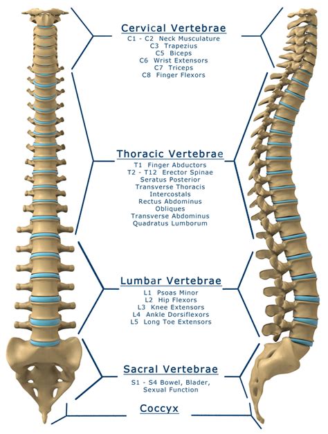 spine | Sargam Mishra