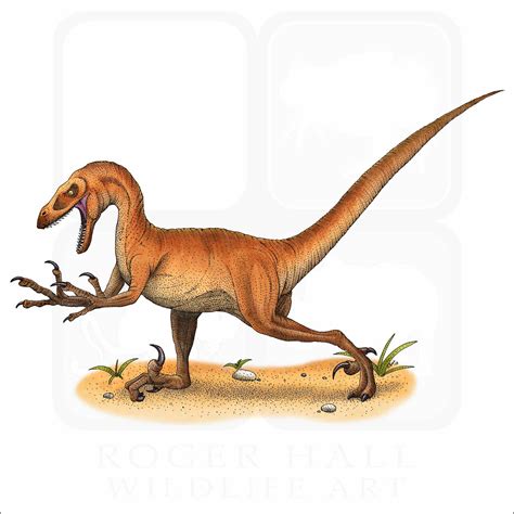 Velociraptor - Signed Fine Art Print