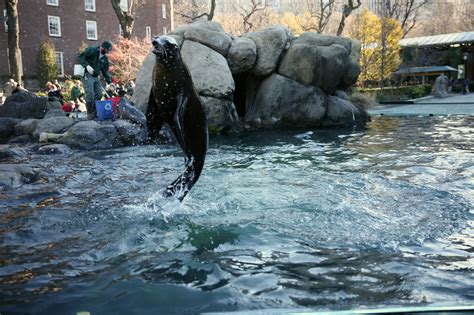 Sea Lion Feeding Time Central Park Zoo – Ruth E. Hendricks Photography