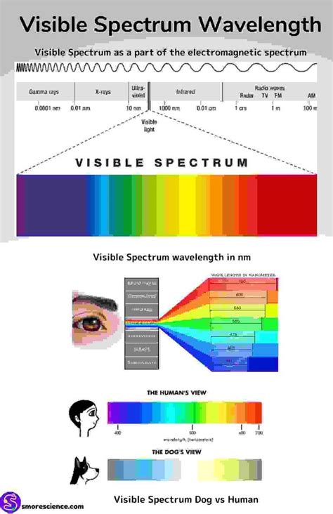 Visible Light Spectrum Wavelengths Poster | Visible light spectrum ...