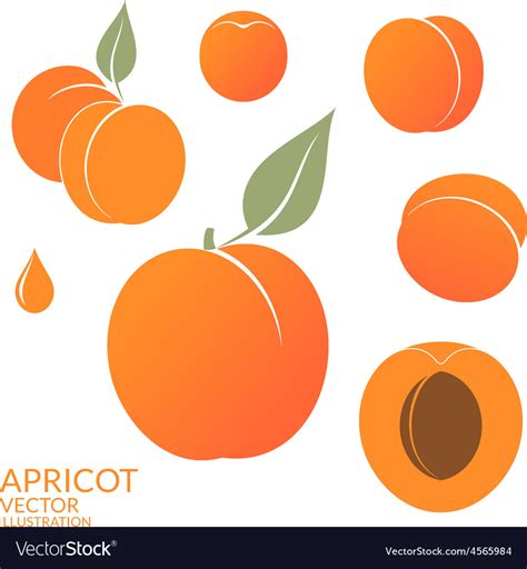 Apricot Set Royalty Free Vector Image - VectorStock