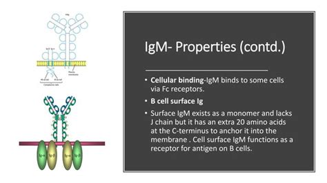 Immunoglobulins- Structure and function