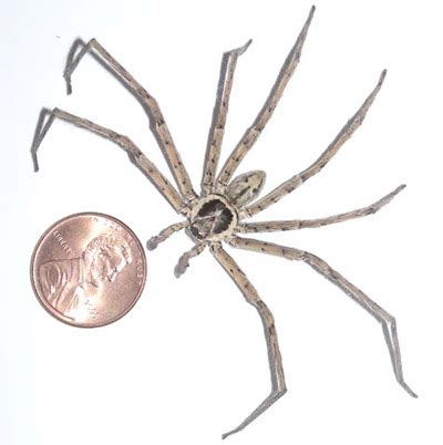 Huntsman Spider Size