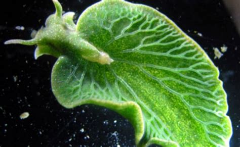 This Sea Slug 'Feeds' on Sunlight Using Photosynthesis : ScienceAlert