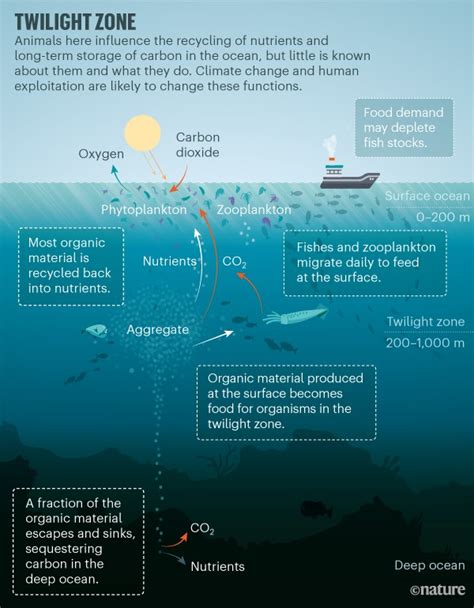 The oceans’ twilight zone must be studied now, before it is too late - Science Metro