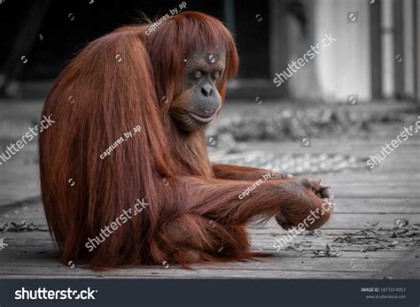 2,123 Orangutan habitat Images, Stock Photos & Vectors | Shutterstock