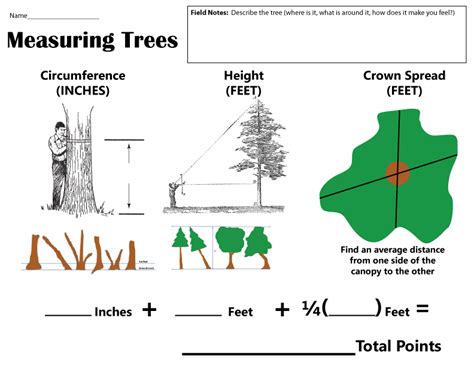 Measuring and Drawing Trees - STEM Humboldt