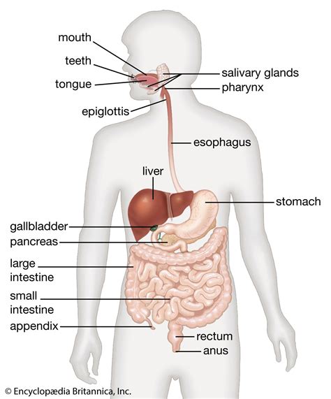 Human stomach liver gallbladder pancreas and duodenum model Anatomy of ...