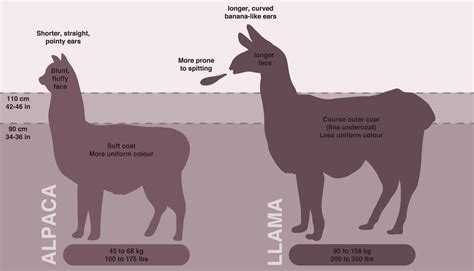 Difference Between Llama and Alpaca? - Peru Hop