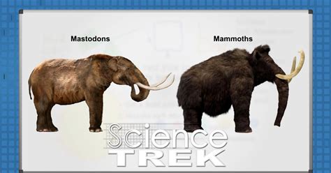 Science Trek | Mammoths: Mammoth or Mastodon? | WHYY