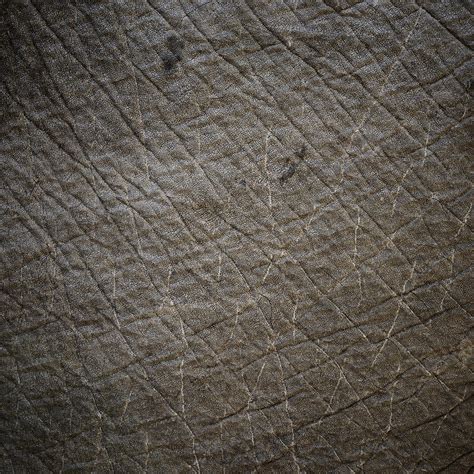 Elephant skin texture Photograph by Dutourdumonde Photography