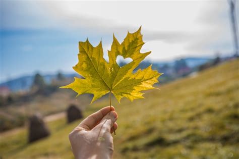 Premium Photo | Fall and autumn season concept, closeup of hand holding a maple leaf cut out as ...