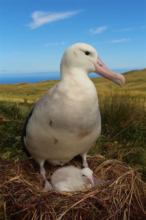 Tristan albatross are hatching!