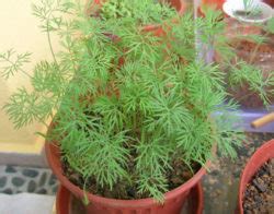 How to Grow Dill in Pots - Plant Instructions