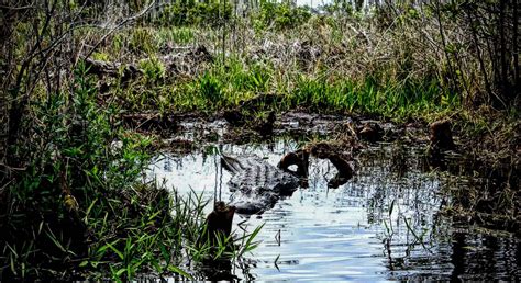 Louisiana Swamp Food Pyramid