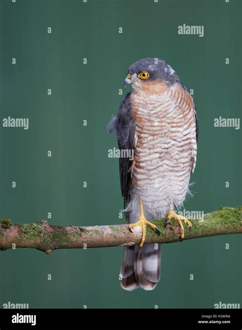 Sparrowhawk hunting small birds Stock Photo - Alamy